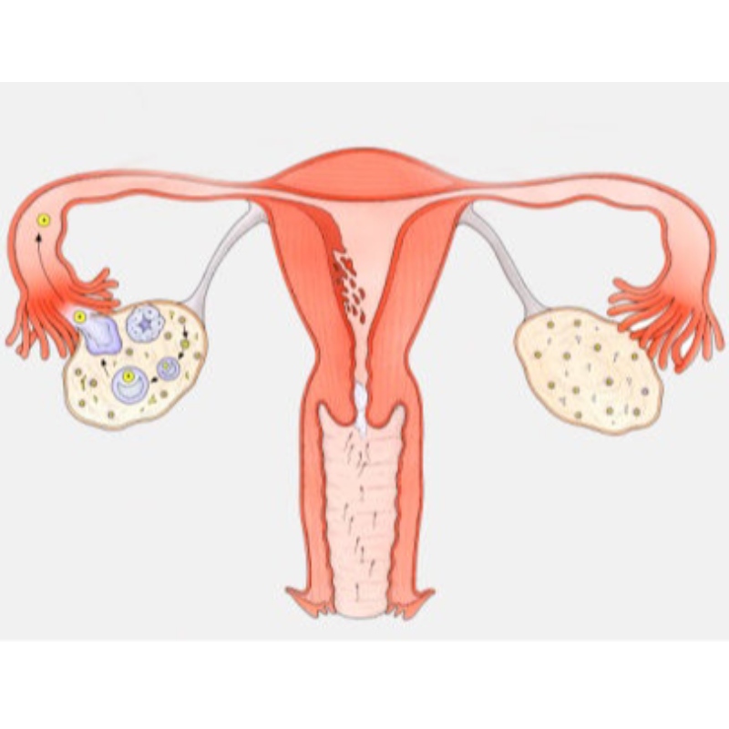 Eolaithena Síne: Cuireann úsáid fhadtéarmach NMN cosc ​​ar aosú ovarian